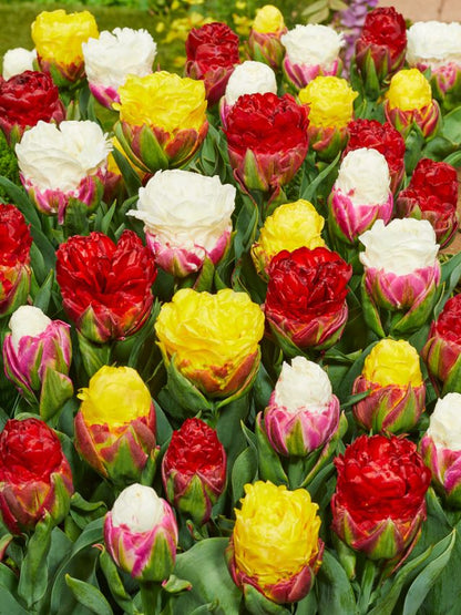 Tulpen Ice cream mix