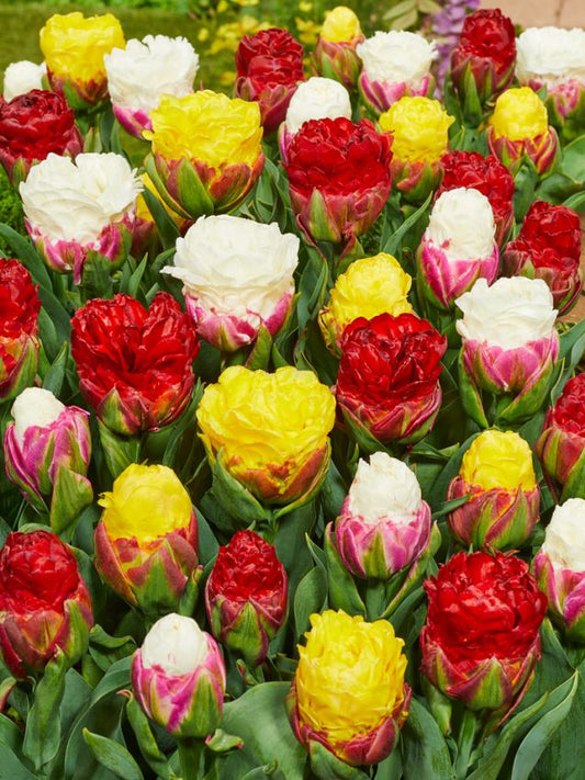 Tulpen Ice cream mix