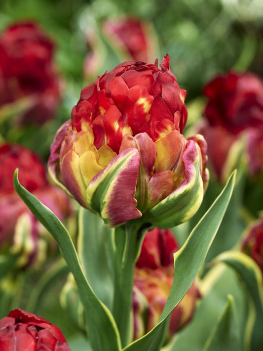 Tulpen Ice cream sorbet