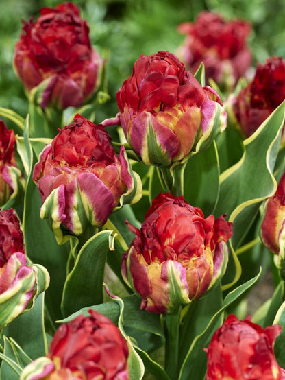Tulpe 'Ice Cream Sorbet' - 5 Stück