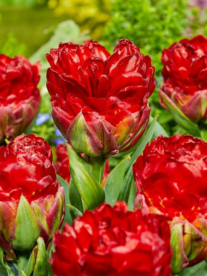 Tulpen Ice cream strawberry