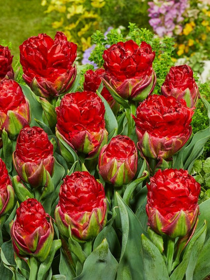 Tulipa 'Ice Cream Strawberry' - Tulpe