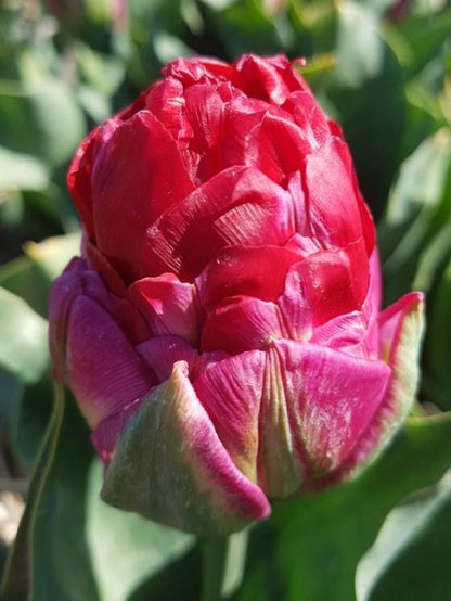Tulipa 'Ice Cream Strawberry' - Tulpe