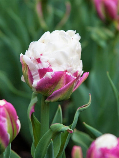 Tulpe 'Ice Cream' - 20 Stück