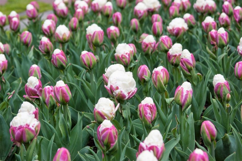 Tulpe 'Ice Cream' - 20 Stück