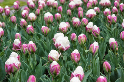 Tulpe 'Ice Cream' - 20 Stück