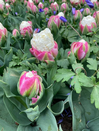 Tulpe 'Ice Cream' - 20 Stück