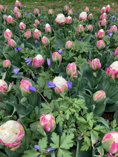Tulpe 'Ice Cream' - 20 Stück