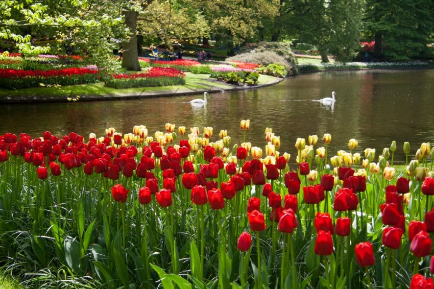 Tulpe 'Ile De France' - 20 Stück