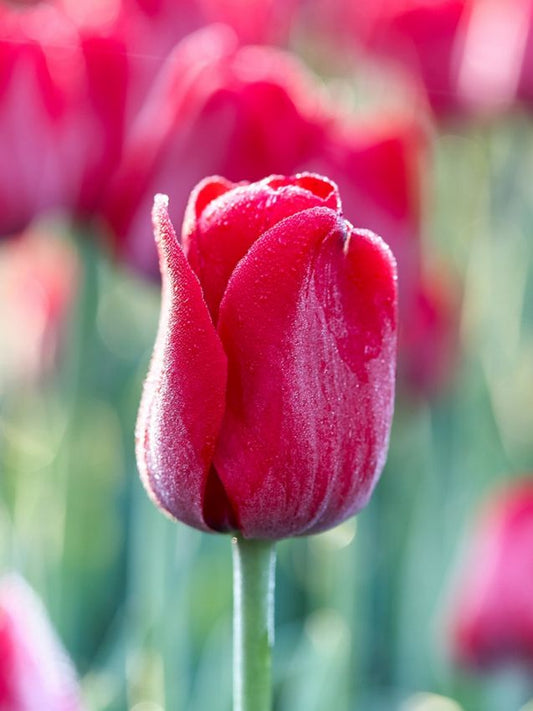 Tulpen Ile de france