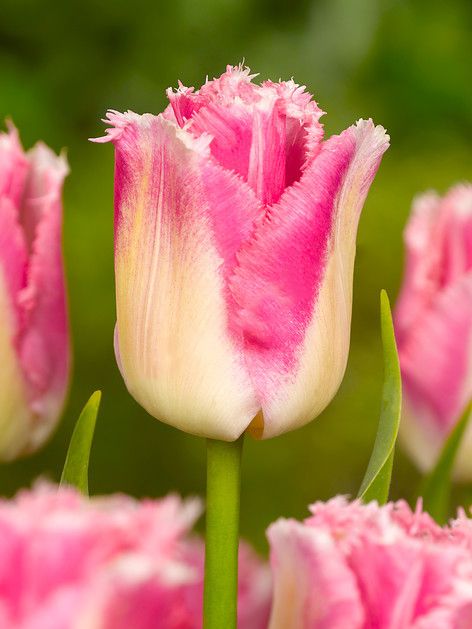 Tulpen Izumi