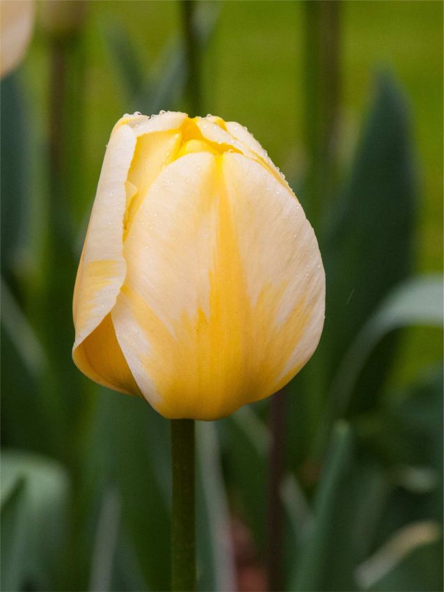 Tulpen Jaap groot