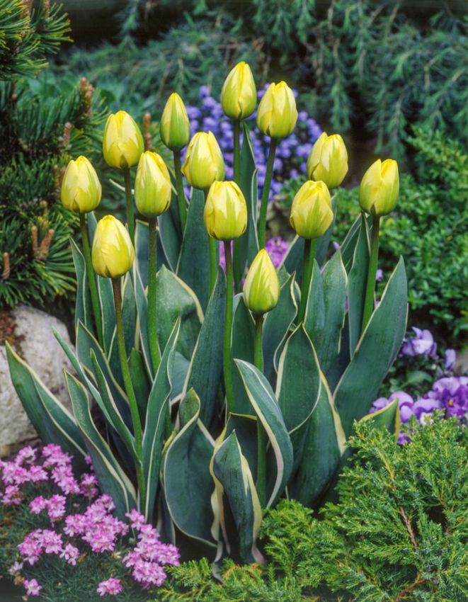 Tulipa 'Jaap Groot' - Tulpe