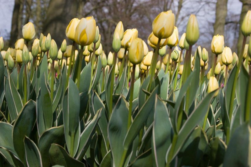 Tulipa 'Jaap Groot' - Tulpe