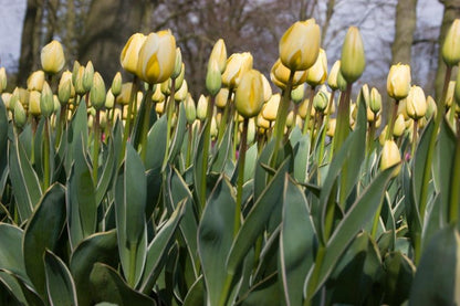 Tulipa 'Jaap Groot' - Tulpe