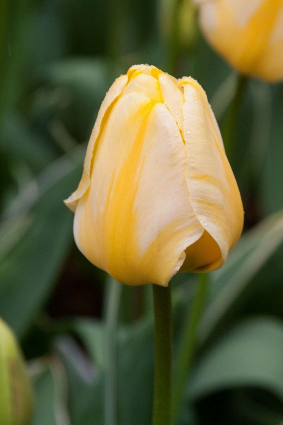 Tulipa 'Jaap Groot' - Tulpe