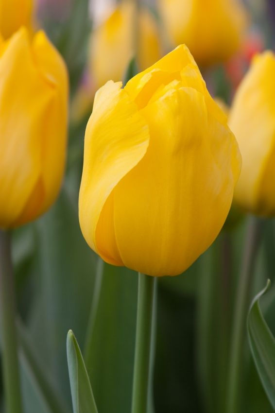 Tulpe 'Jan Van Nes' - 25 Stück