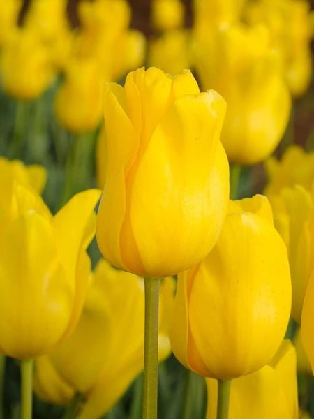 Tulpen Jan van nes