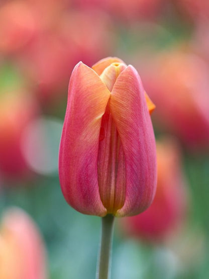 Tulpen Jimmy