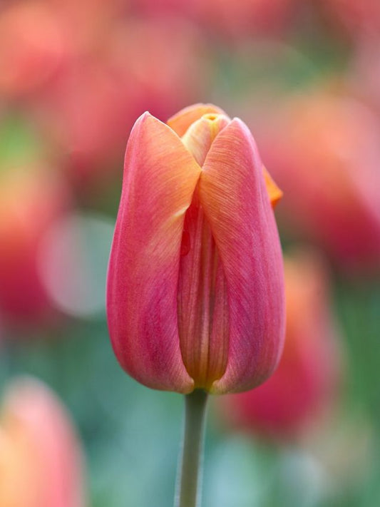 Tulpen Jimmy