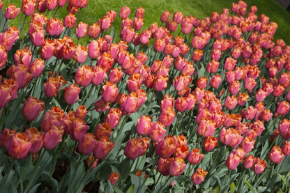 Tulpe 'Jimmy' - 25 Stück