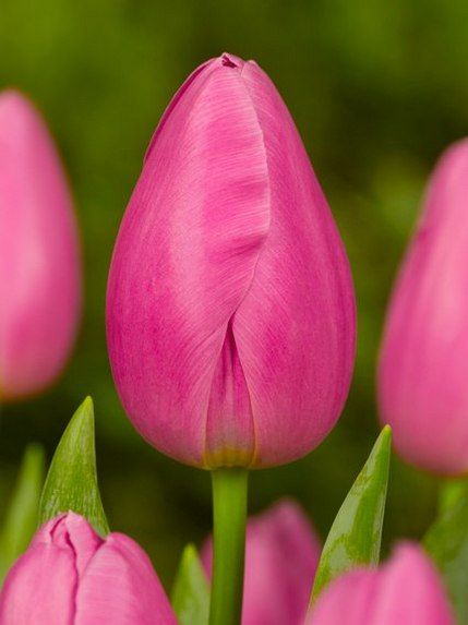 Tulpen Jumbo pink