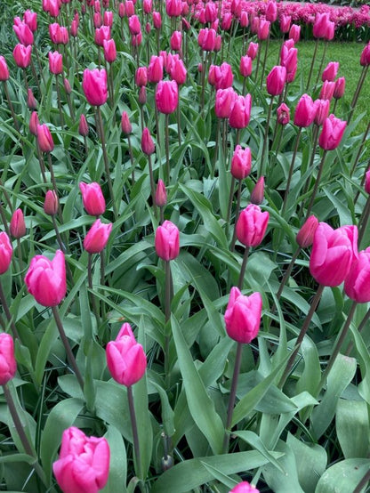 Tulpe 'Jumbo Pink' - 15 Stück