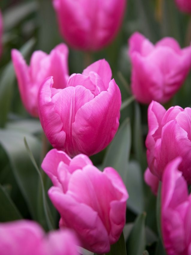 Tulpe 'Jumbo Pink' - 15 Stück