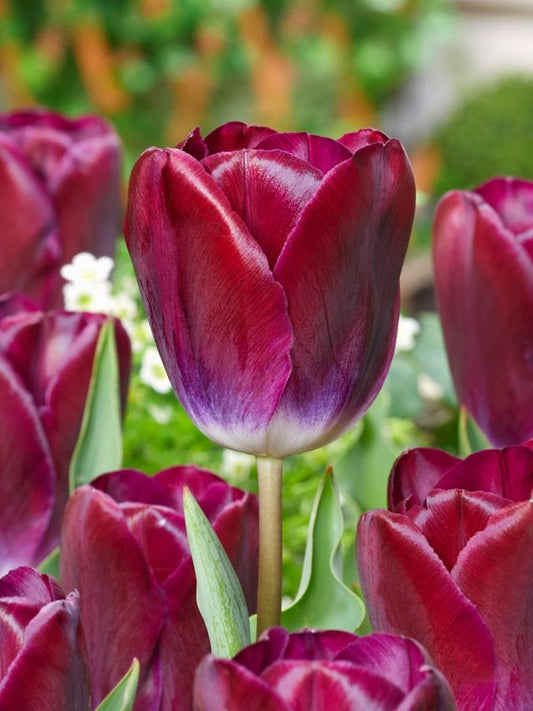 Tulpen Kansas proud