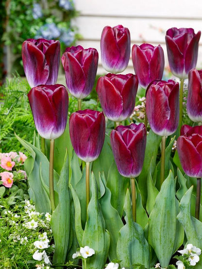 Tulpe 'Kansas Proud' - 25 Stück