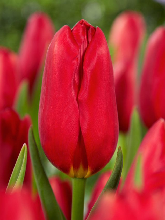 Tulpen Kingsblood