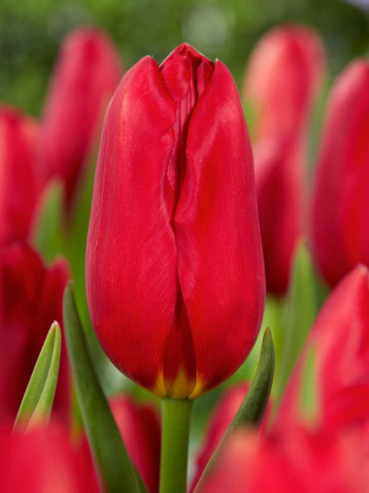 Tulpen Kingsblood
