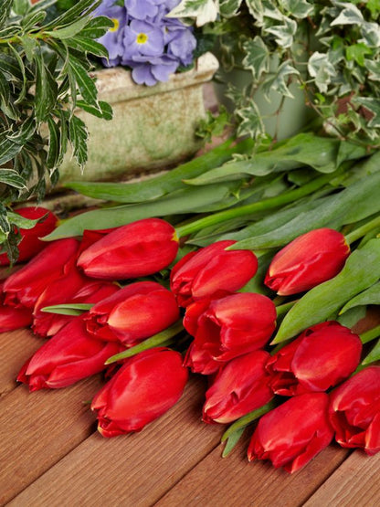 Tulpe 'Kingsblood' - 20 Stück