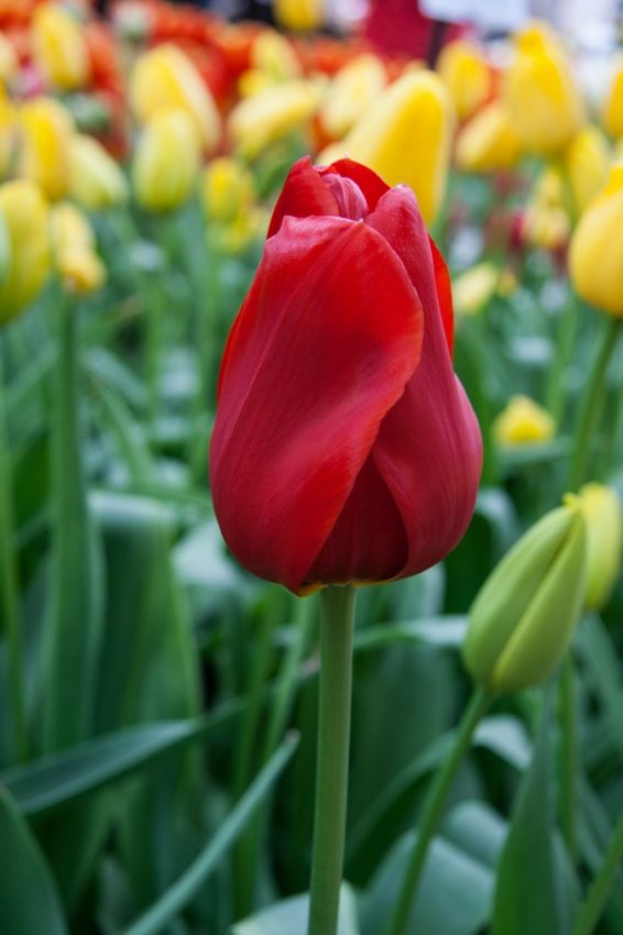 Tulpe 'Kingsblood' - 20 Stück
