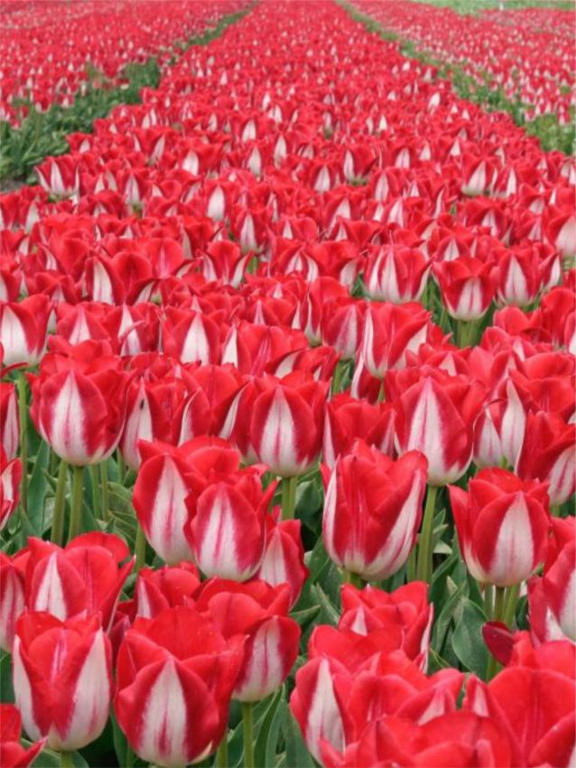 Tulpe 'Kissable' - 25 Stück