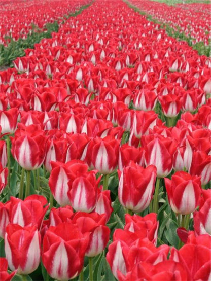 Tulpe 'Kissable' - 25 Stück