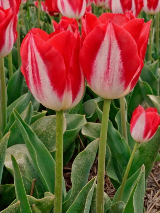 Tulpen Kissable