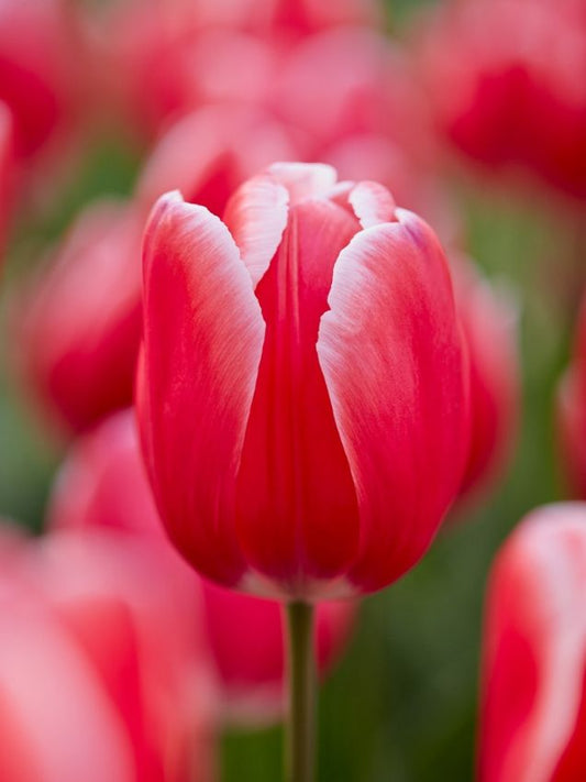 Tulpen Kung fu