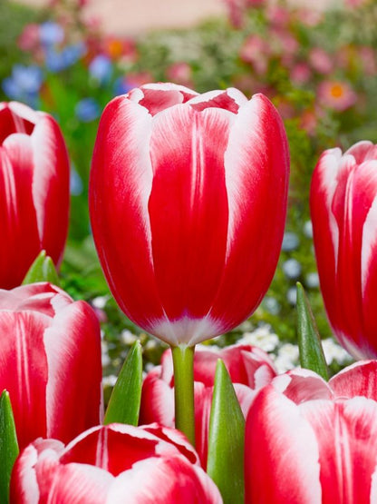 Tulpe 'Kung Fu' - 25 Stück