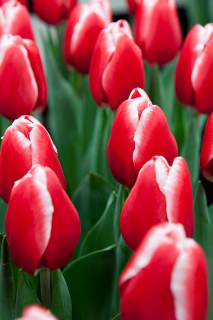 Tulpe 'Kung Fu' - 25 Stück