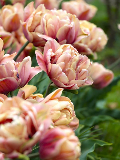 Tulpen La belle epoque