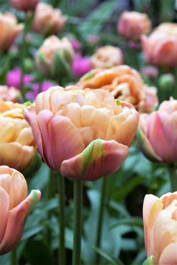 Tulipa 'La Belle Epoque' - Tulpe