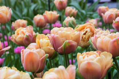Tulipa 'La Belle Epoque' - Tulpe