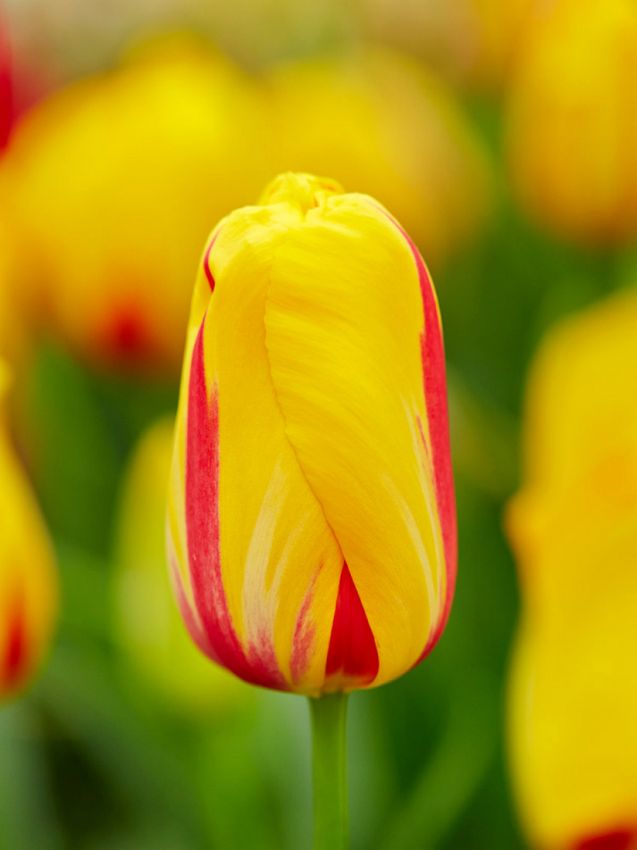 Tulpen La courtine