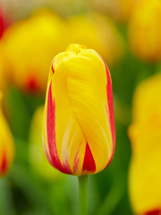 Tulpen La courtine