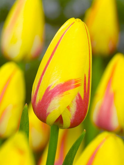 Tulpe 'La Courtine' - 20 Stück
