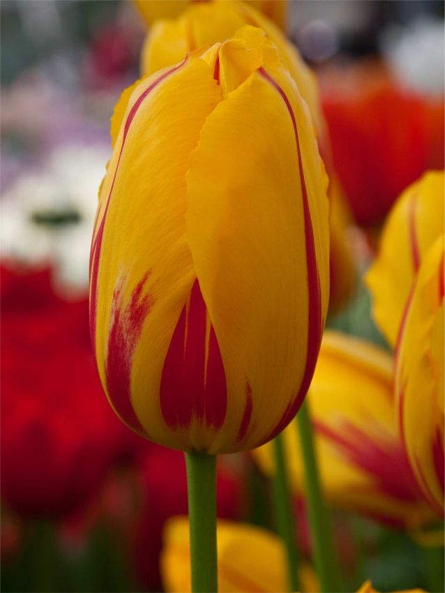 Tulpe 'La Courtine' - 20 Stück