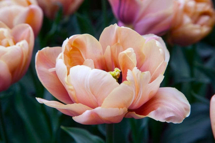 Tulipa 'La Belle Epoque' - Tulpe