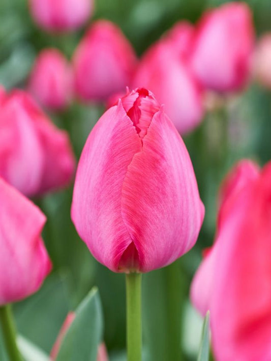 Tulpen Lady van eijk