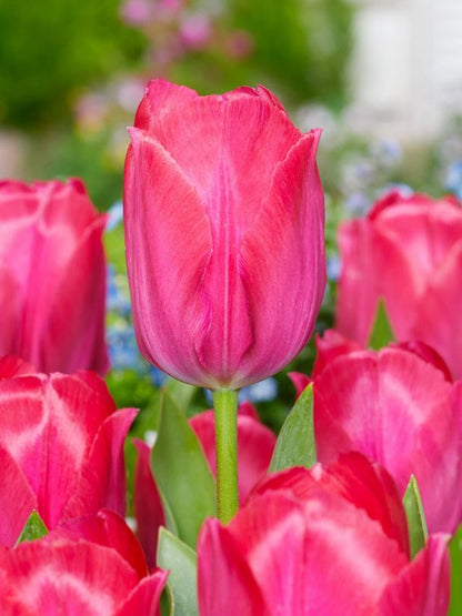 Tulpe 'Lady Van Eijk' - 25 Stück